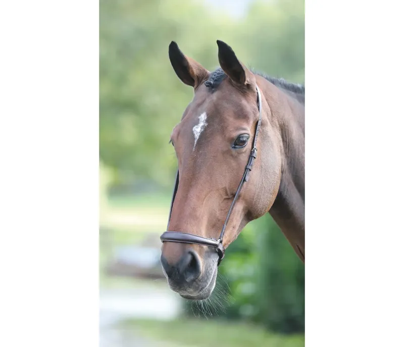 Velociti GARA Drop Noseband in Havana